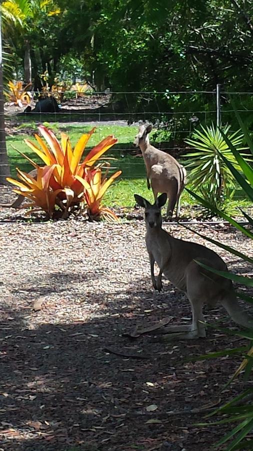 Bed and Breakfast Bluegrass Bnb à Bundaberg Extérieur photo