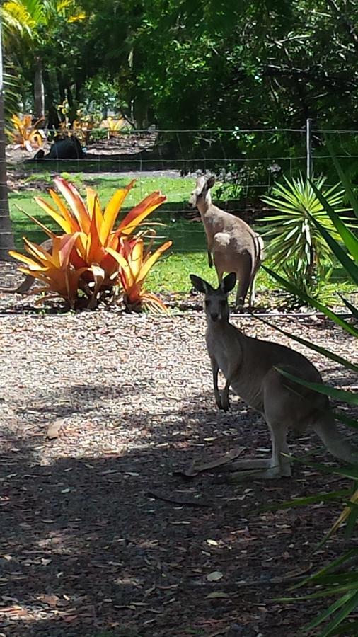 Bluegrass Bnb Bundaberg Extérieur photo