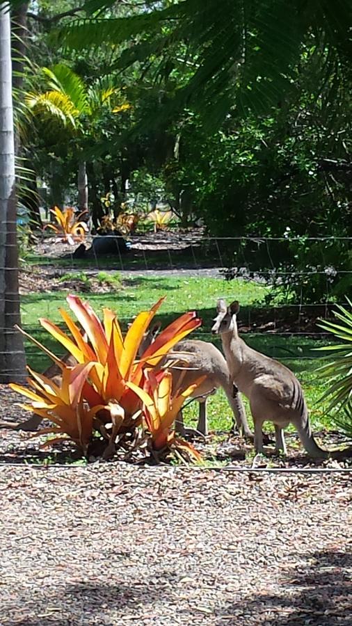 Bluegrass Bnb Bundaberg Extérieur photo